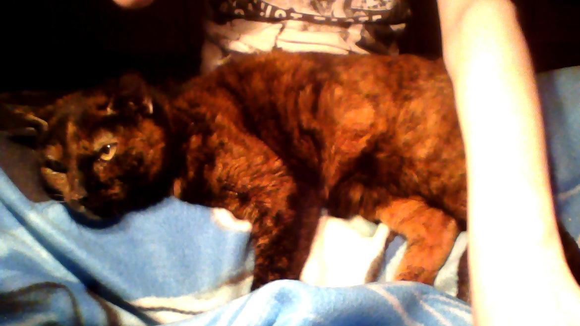 Huskat spette billede 1