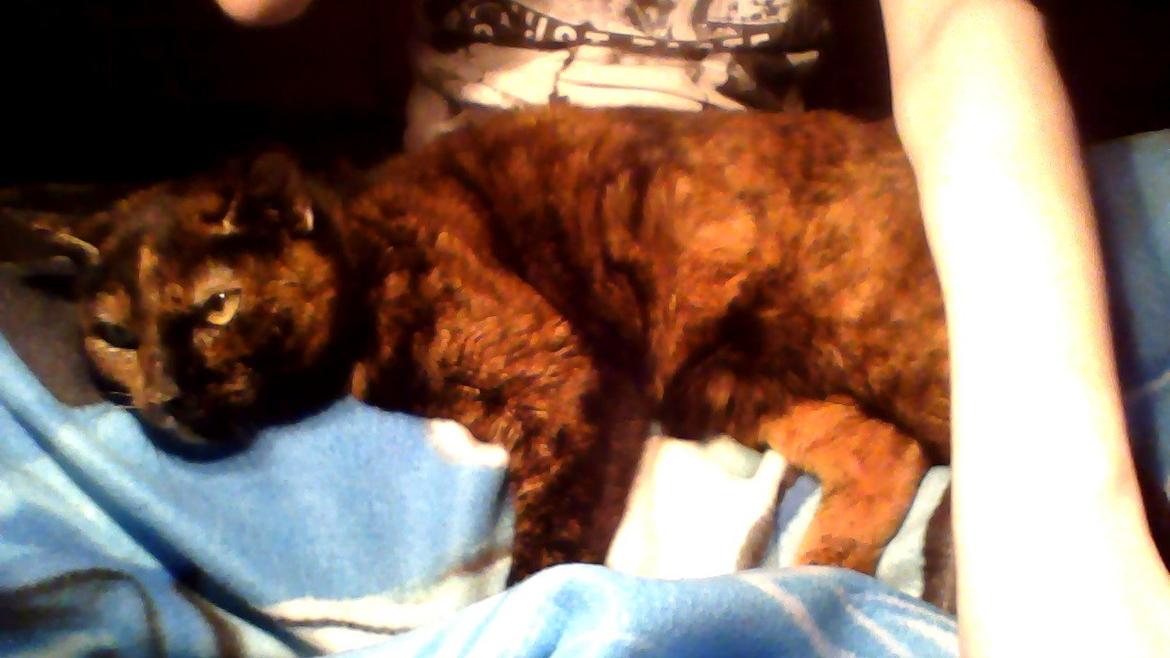 Huskat spette billede 3