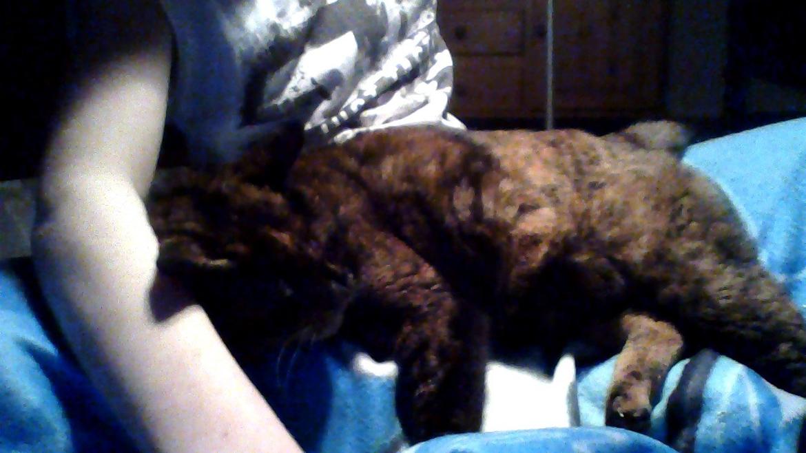 Huskat spette billede 2