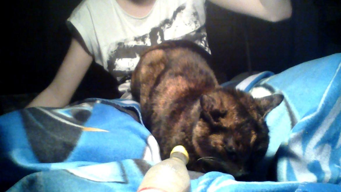 Huskat spette billede 5