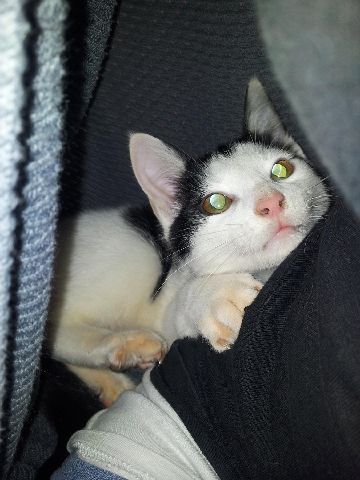 Huskat Chiko billede 1