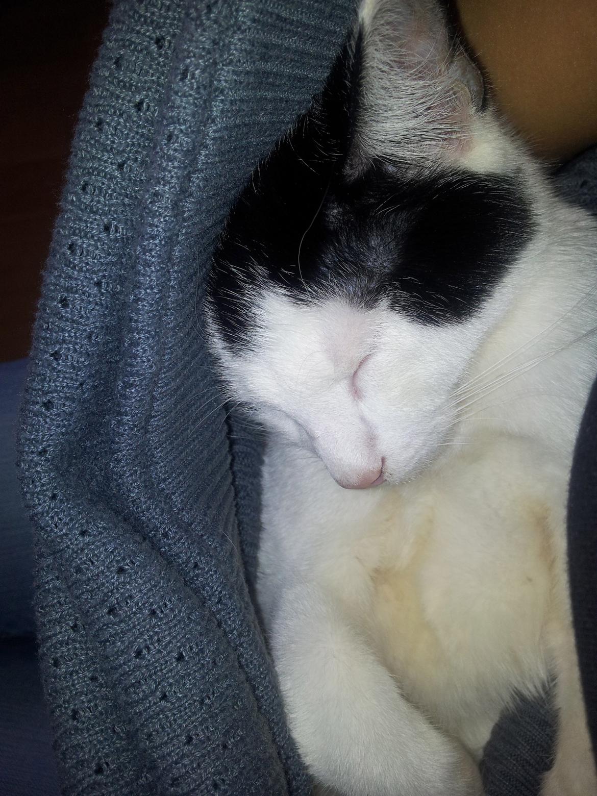 Huskat Chiko billede 2