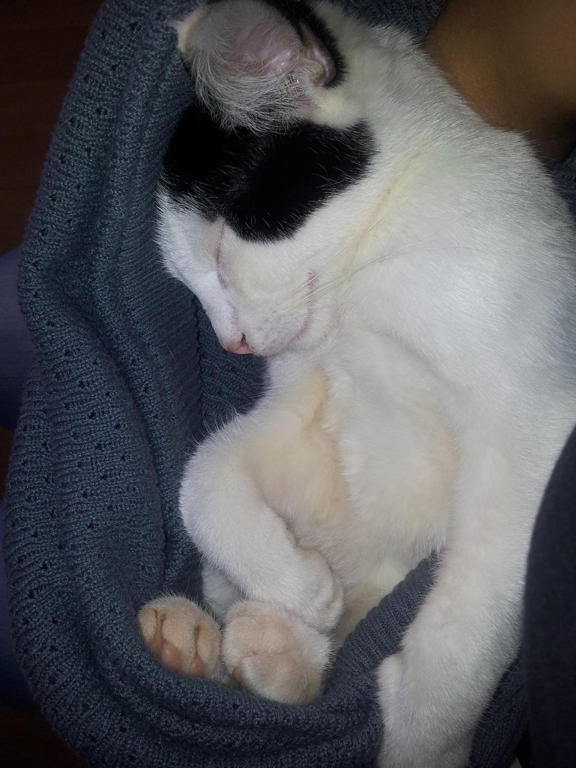 Huskat Chiko billede 3