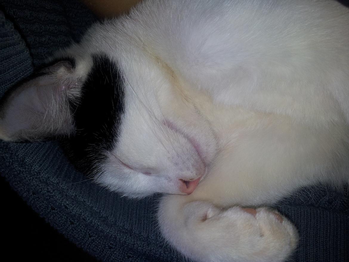 Huskat Chiko billede 4