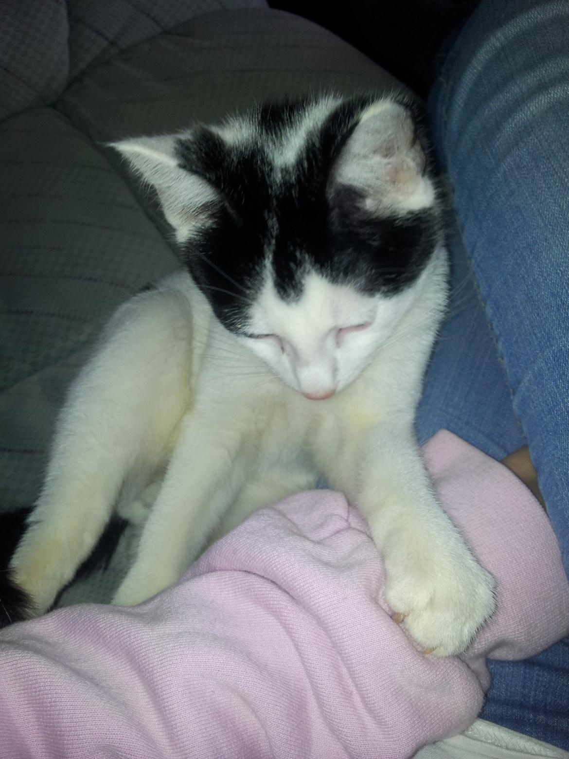 Huskat Chiko billede 5