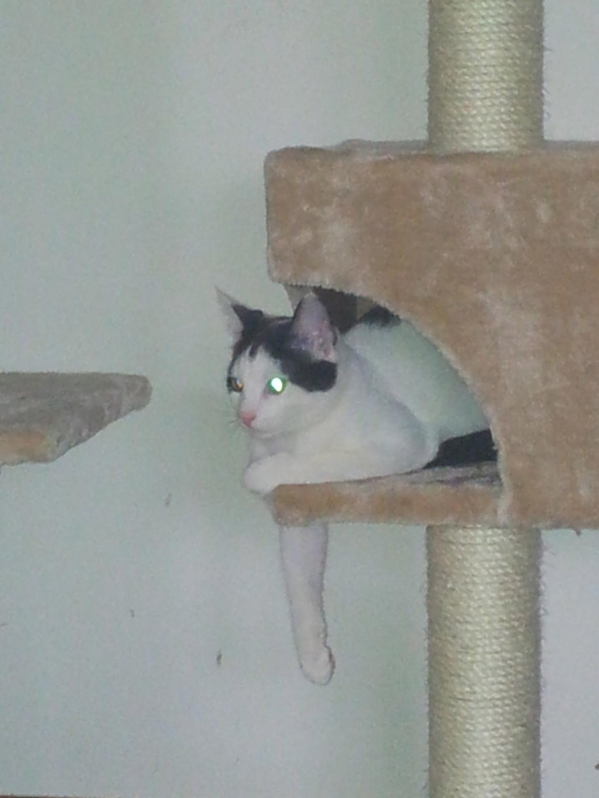 Huskat Chiko billede 6