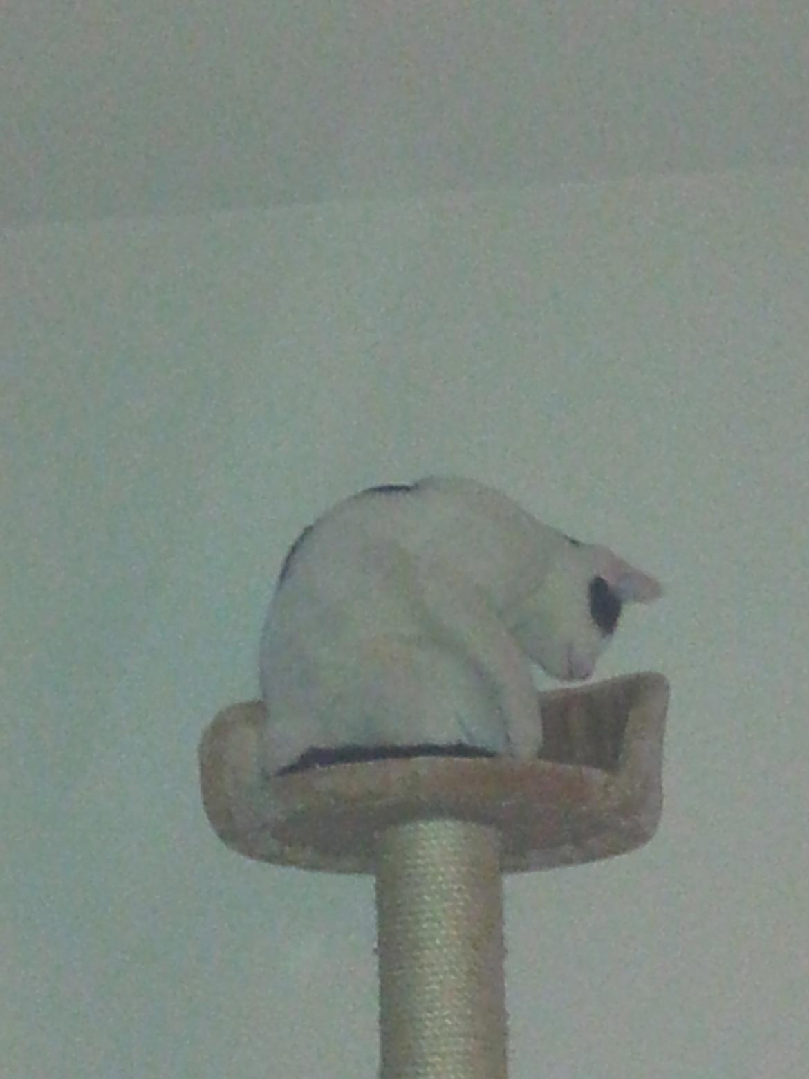 Huskat Chiko billede 7