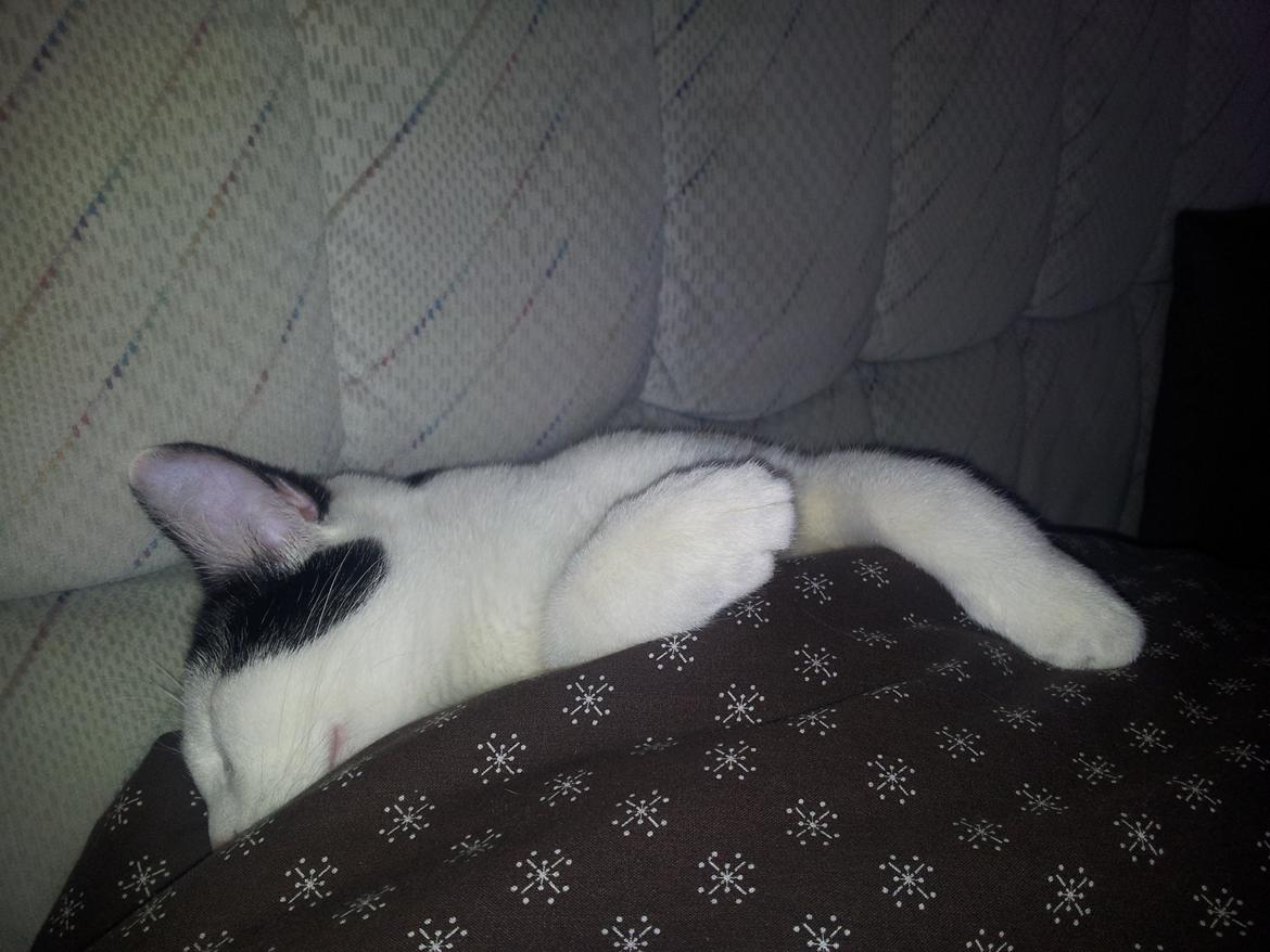 Huskat Chiko billede 8