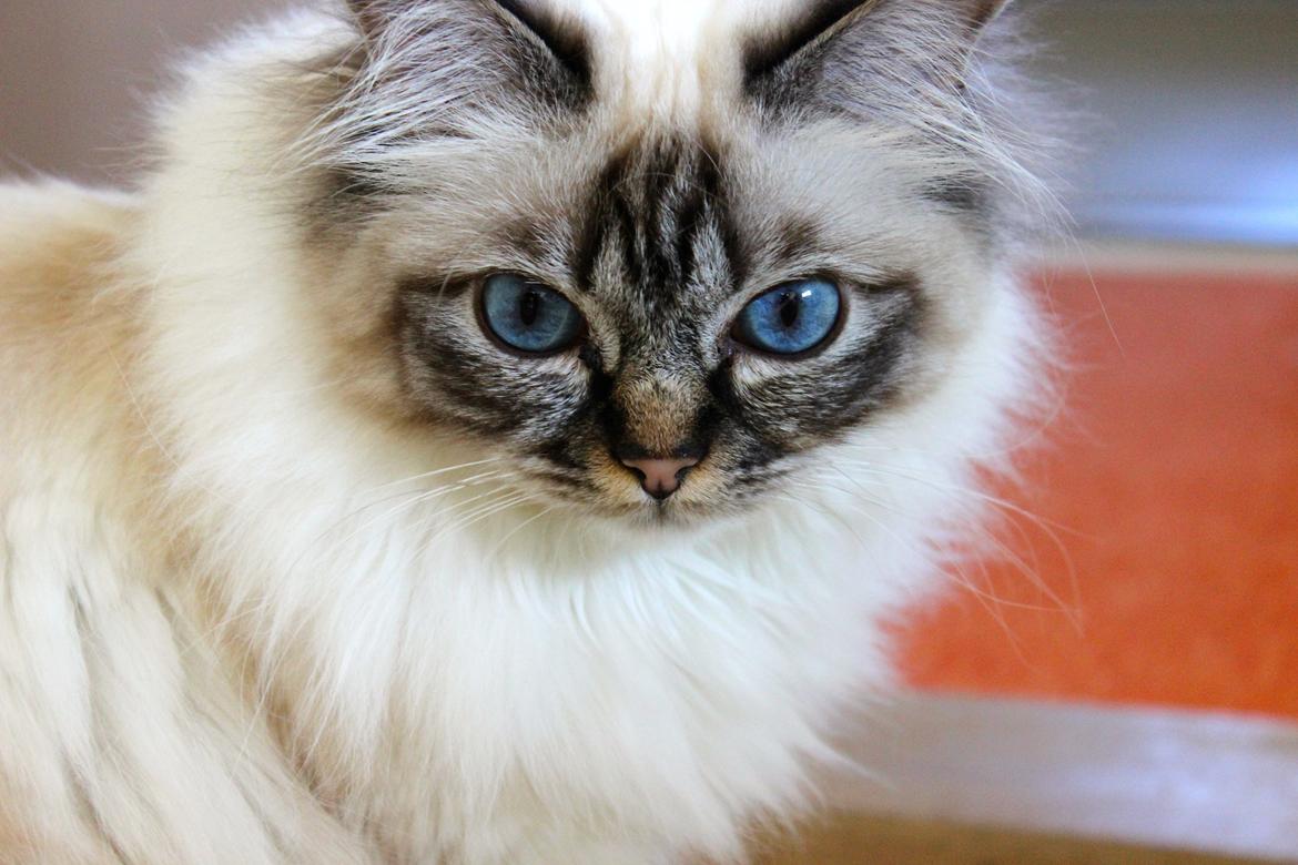 Hellig Birma Chicabee Viva la Vida billede 2