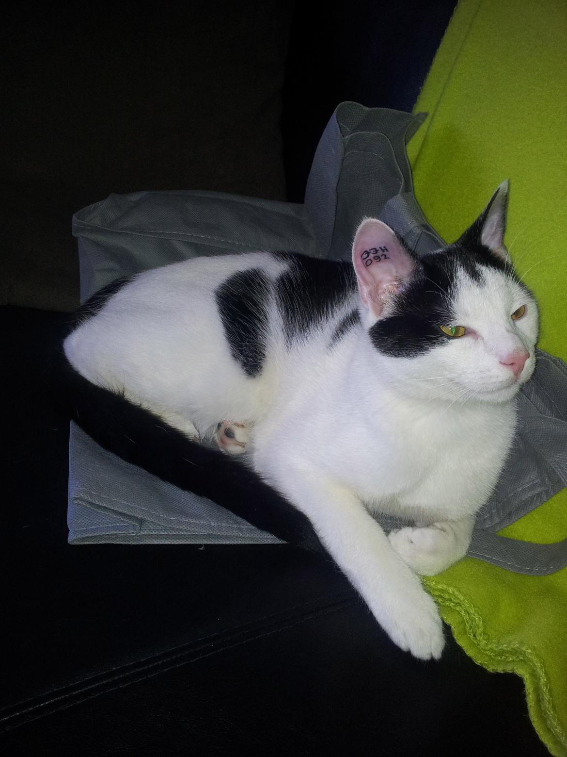 Huskat Chiko billede 9