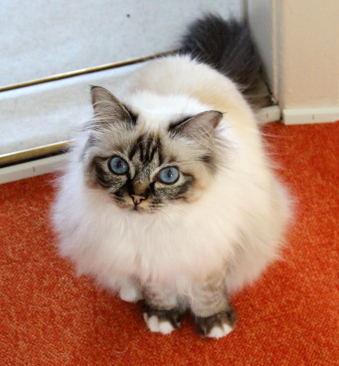 Hellig Birma Chicabee Viva la Vida - Lille V 1,5 år billede 18