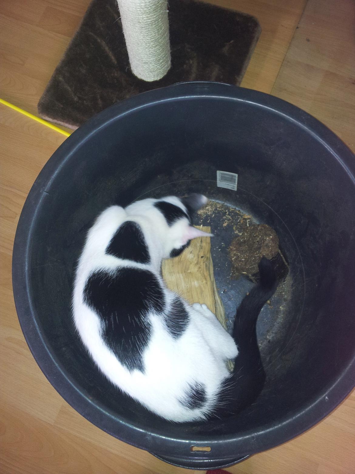 Huskat Chiko billede 10