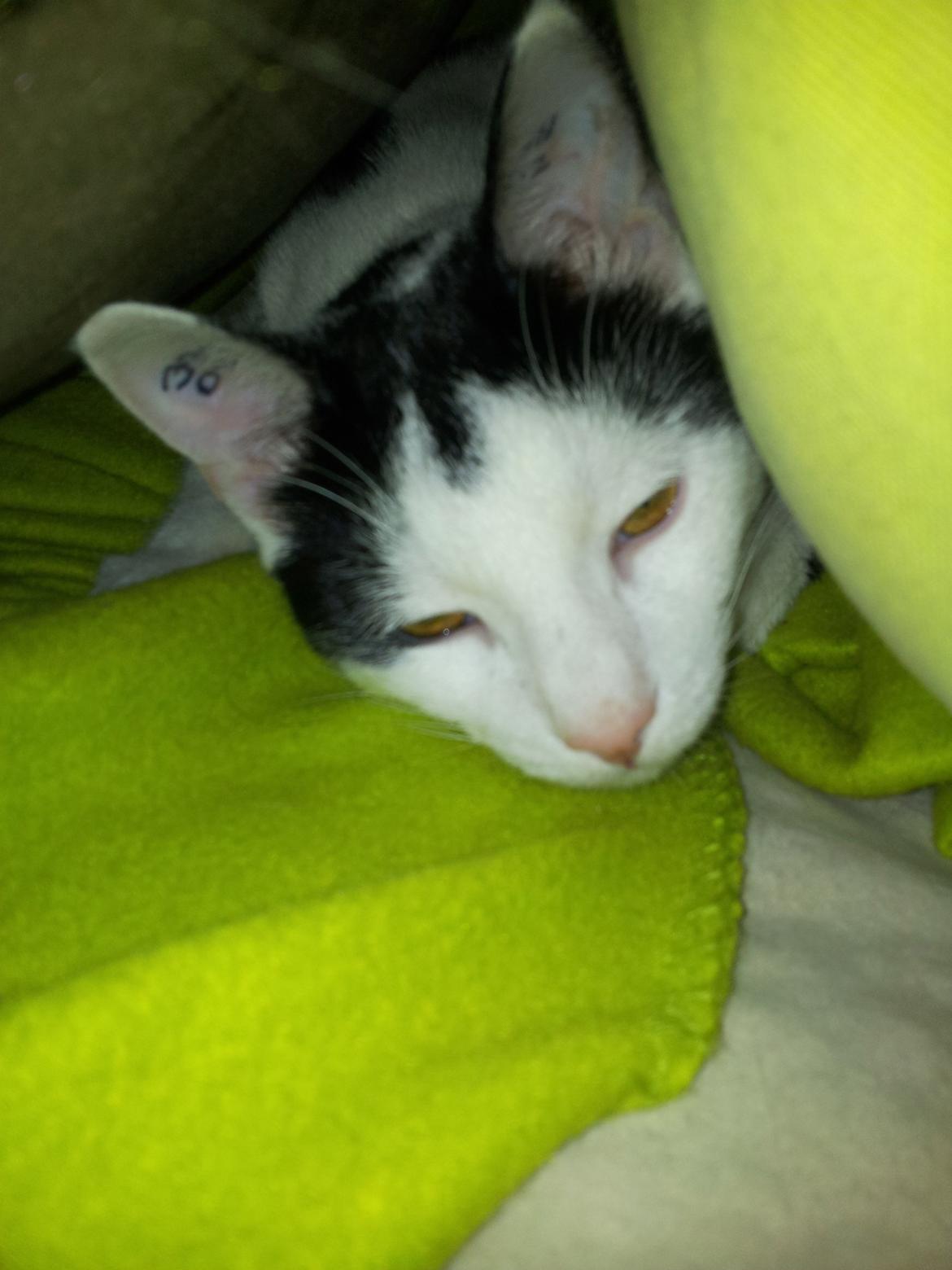 Huskat Chiko billede 11