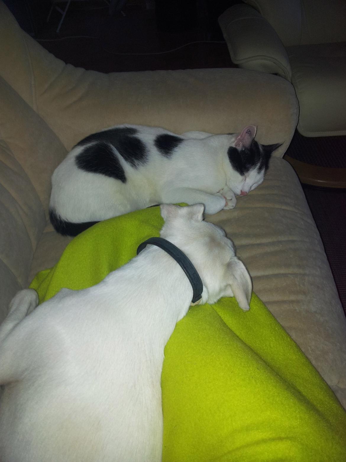 Huskat Chiko billede 12