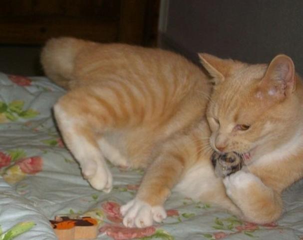 Huskat Guliver billede 2