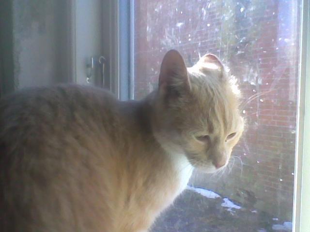 Huskat Guliver billede 3