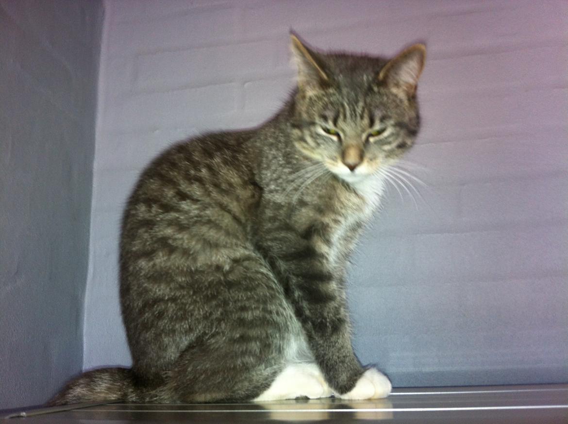 Blanding af racer Molly billede 11