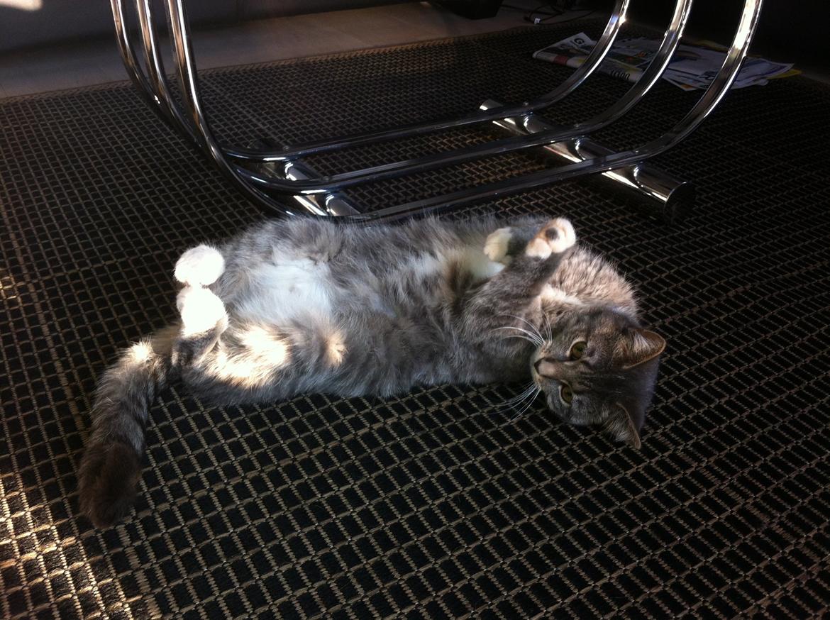 Blanding af racer Molly billede 12