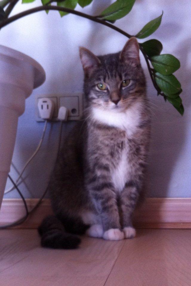 Blanding af racer Molly billede 13