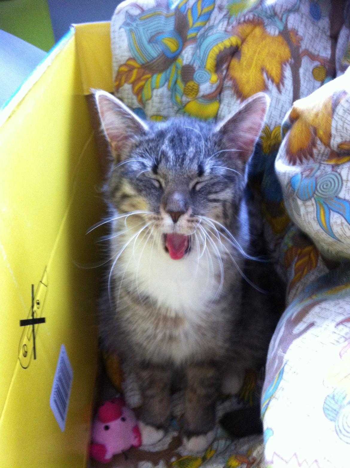 Blanding af racer Molly billede 14