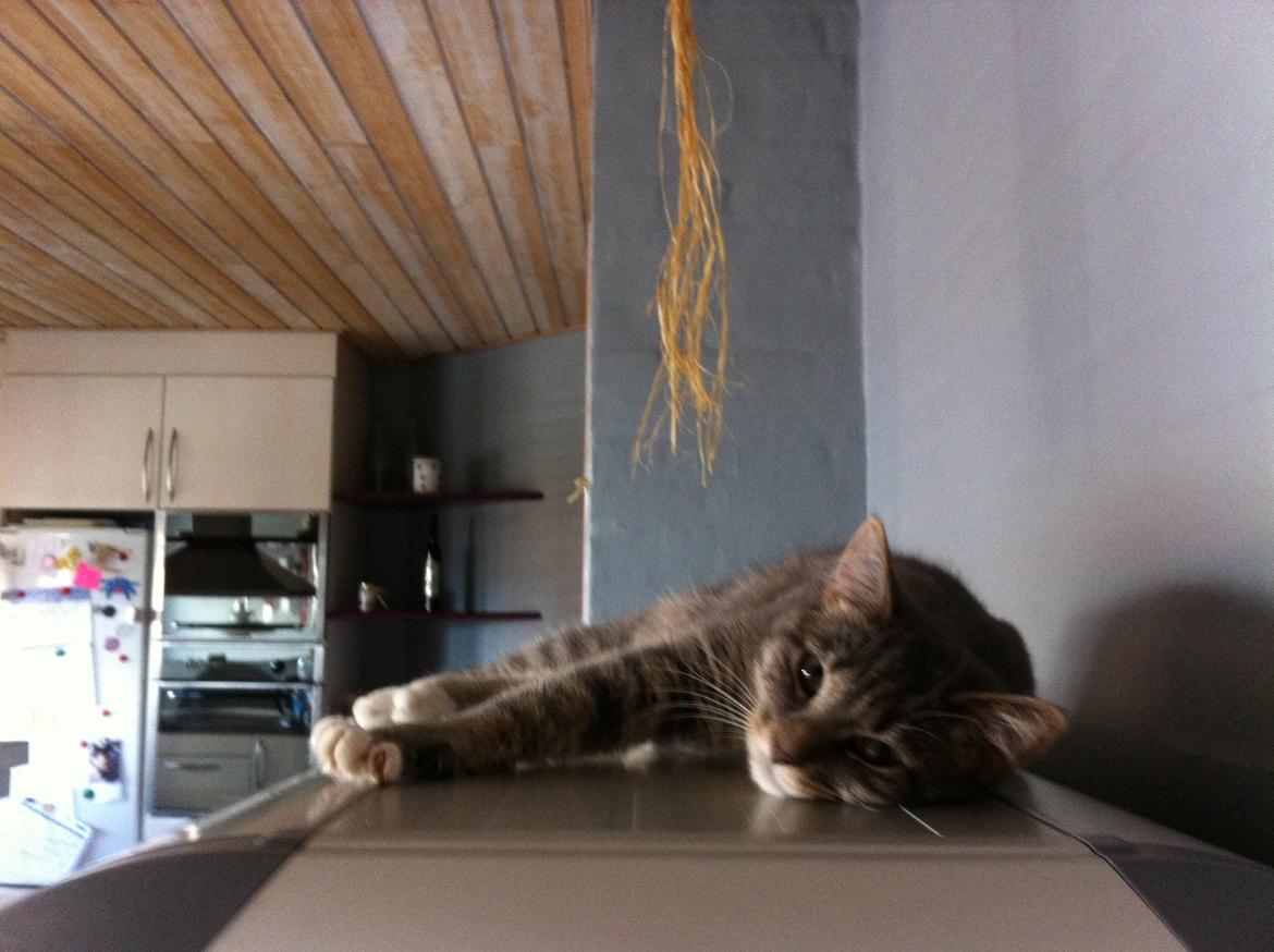 Blanding af racer Molly billede 15