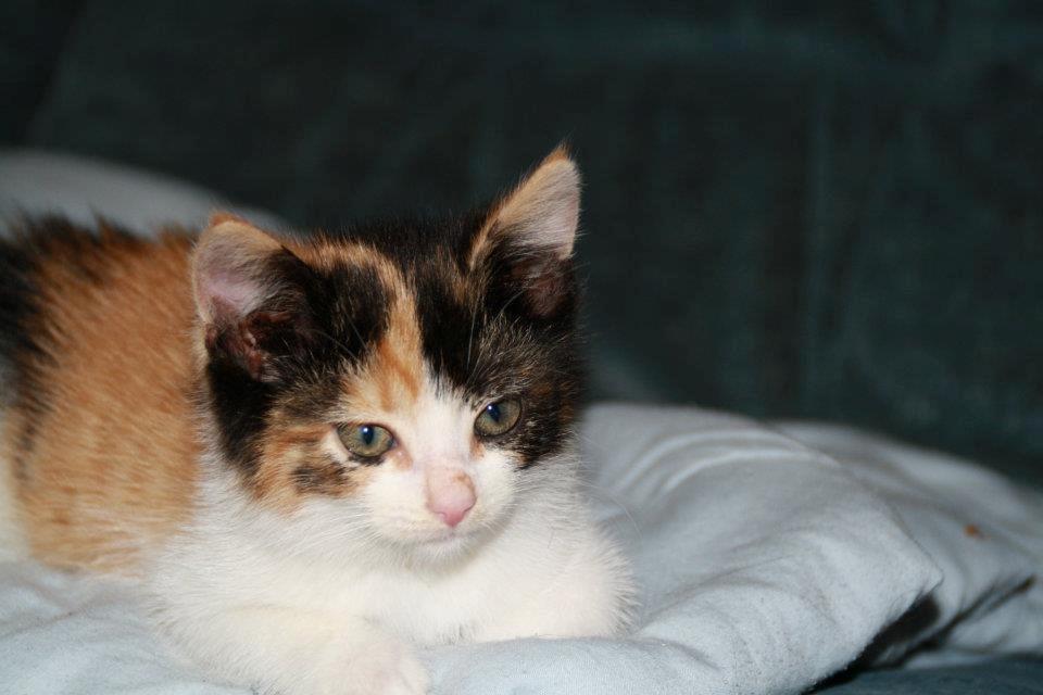 Huskat mille - den smukke mille billede 1