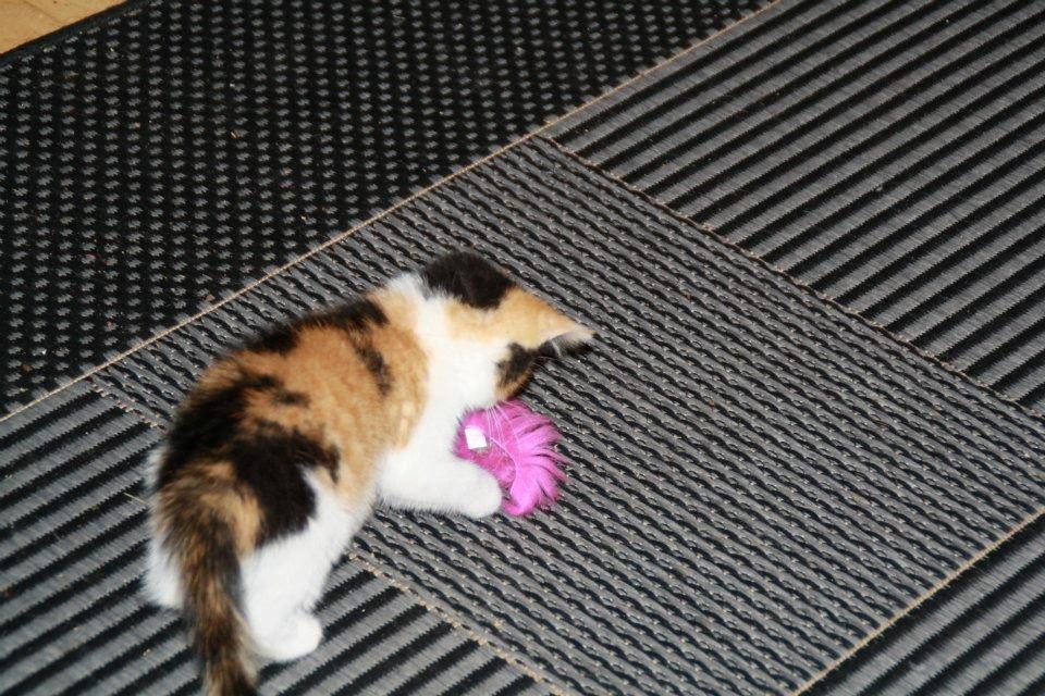 Huskat mille - mille som baby billede 2