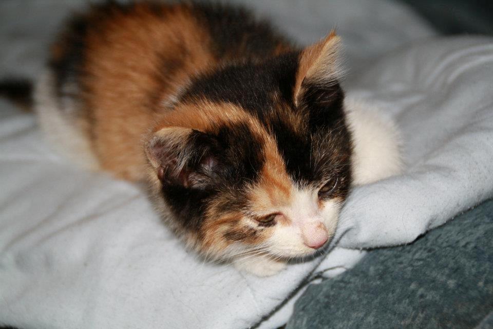 Huskat mille - mille billede 3