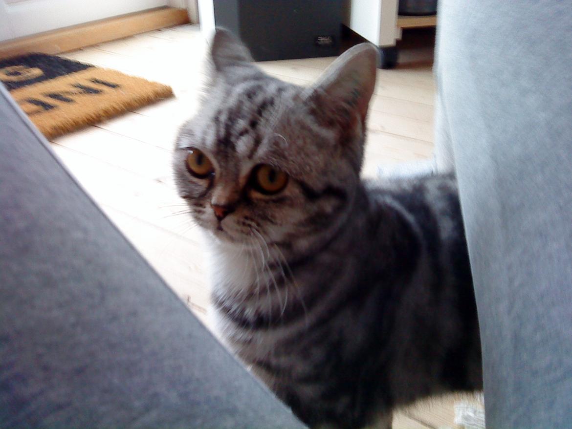 British Shorthair Fiona billede 1