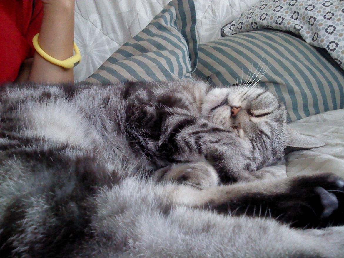 British Shorthair Fiona billede 2