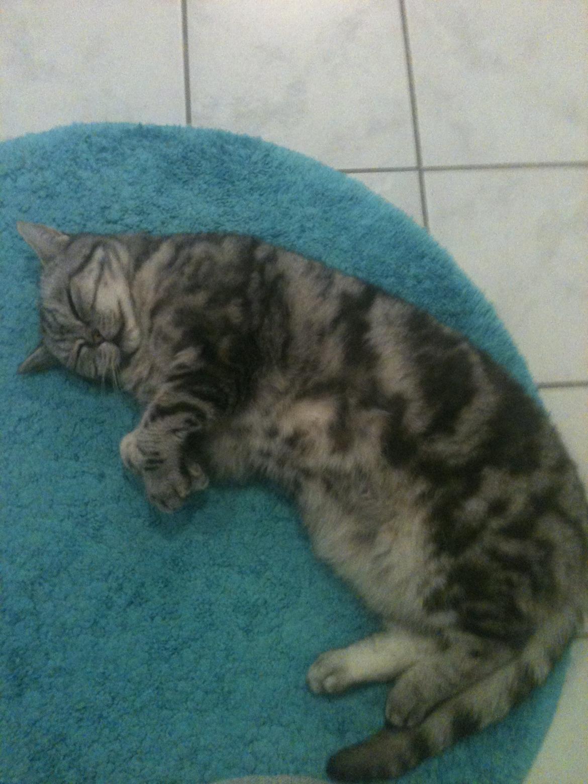 British Shorthair Fiona billede 3