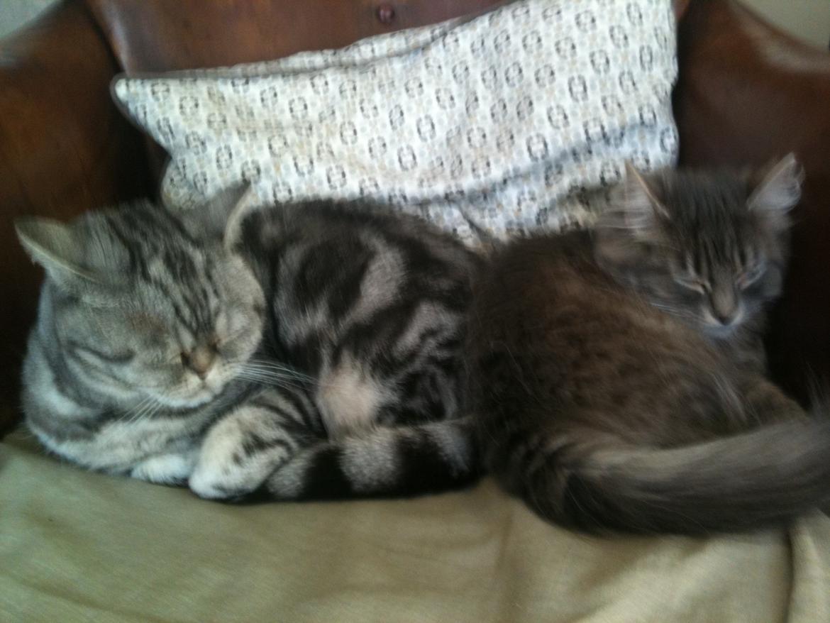 British Shorthair Fiona - Her sover hun sammen med Alma billede 4
