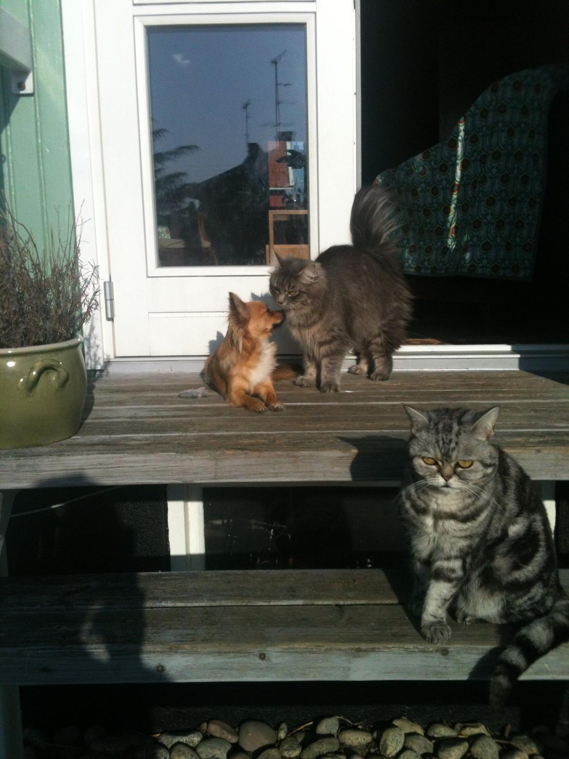 British Shorthair Fiona - Her er Fiona ude at nyde det gode vejr sammen med Alma og hunden mille billede 5