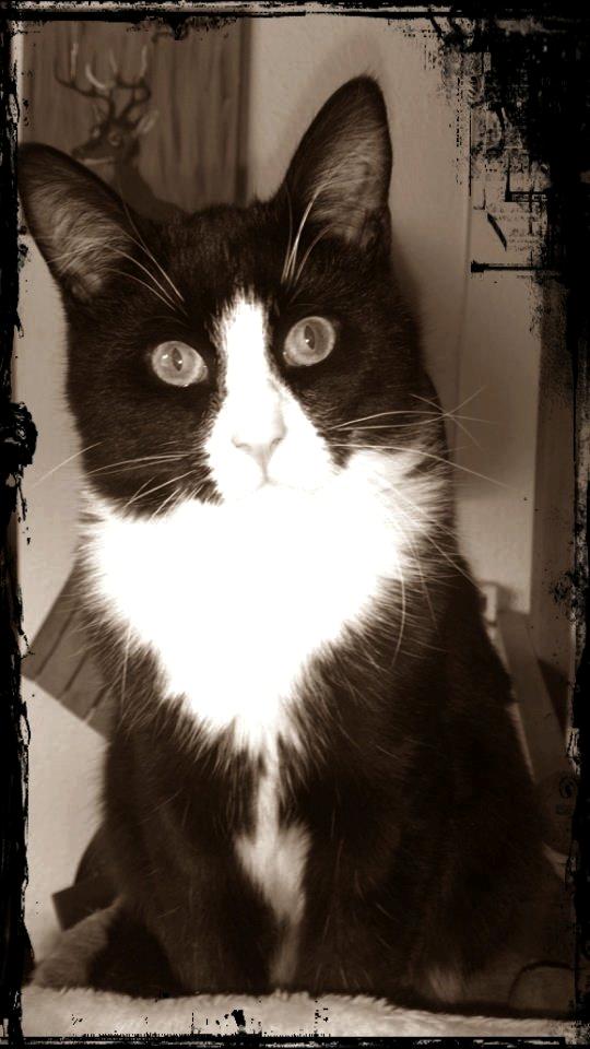 Blanding af racer Diego<3 - Diego er forelsket i sin moar:) hehe
 billede 13