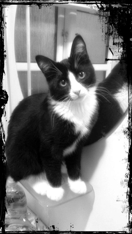 Blanding af racer Diego<3 billede 12