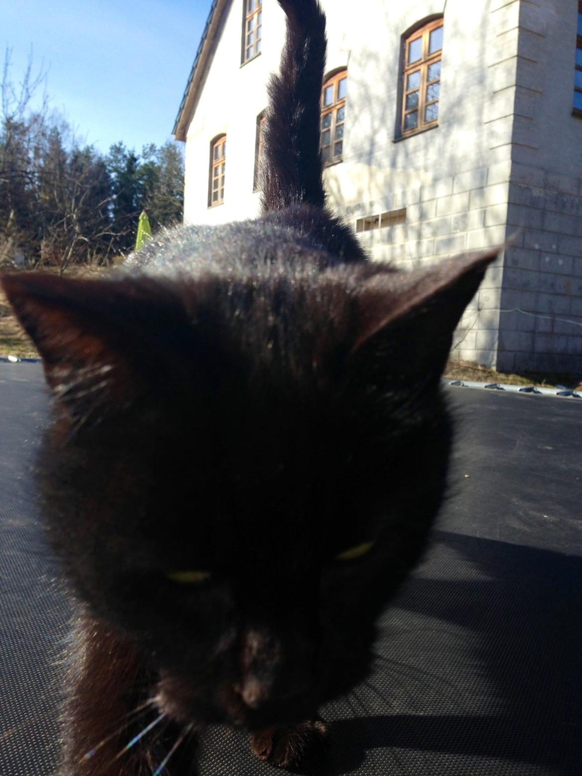 Blanding af racer Ulla billede 1