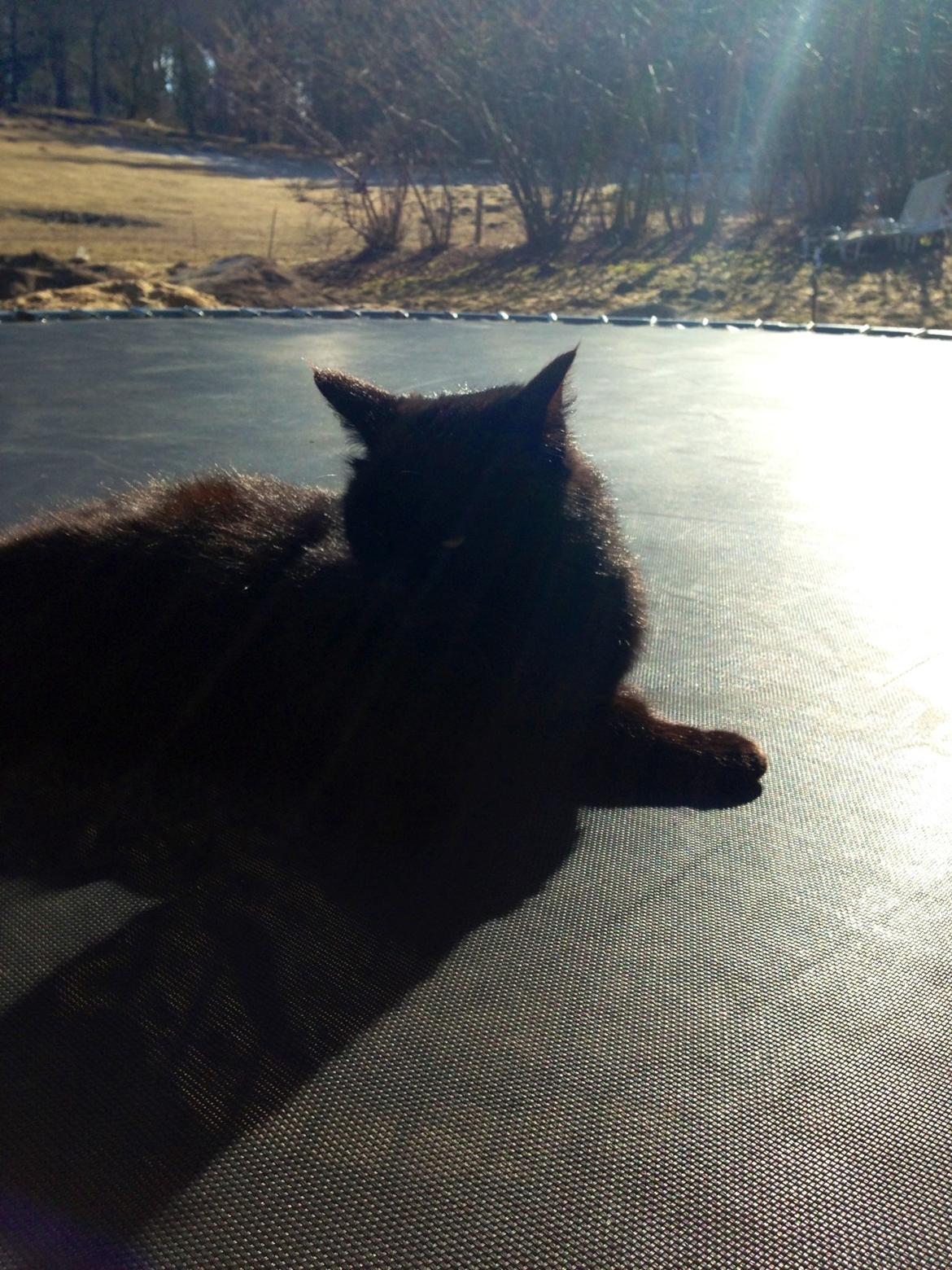 Blanding af racer Ulla billede 2