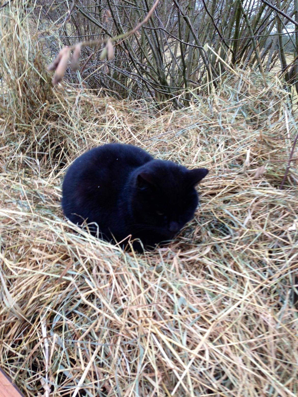 Blanding af racer Ulla billede 3