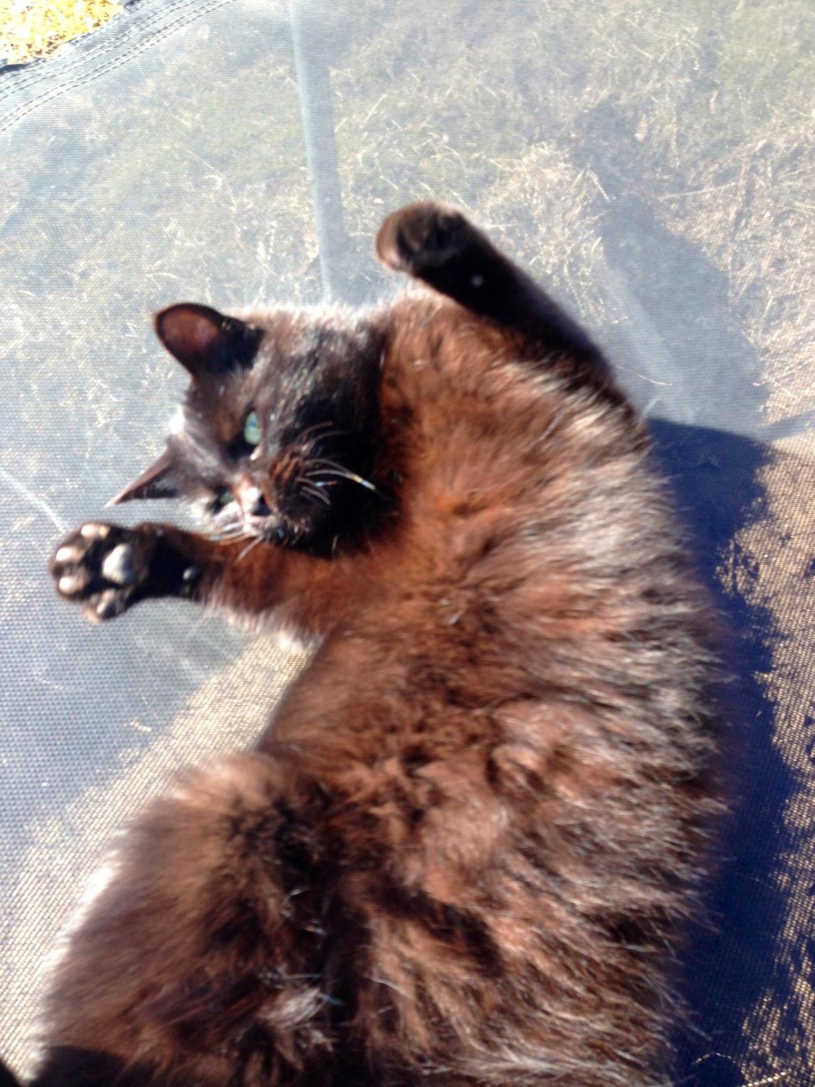 Blanding af racer Ulla billede 4