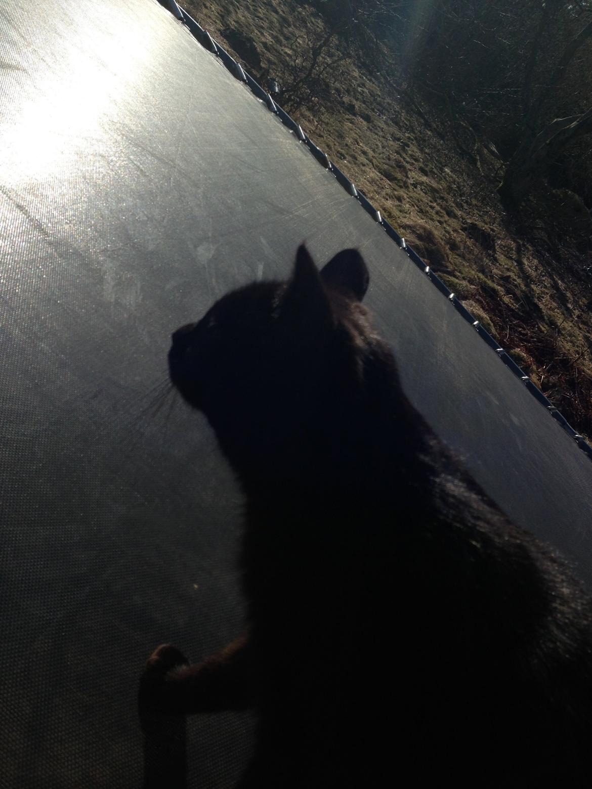 Blanding af racer Ulla billede 5