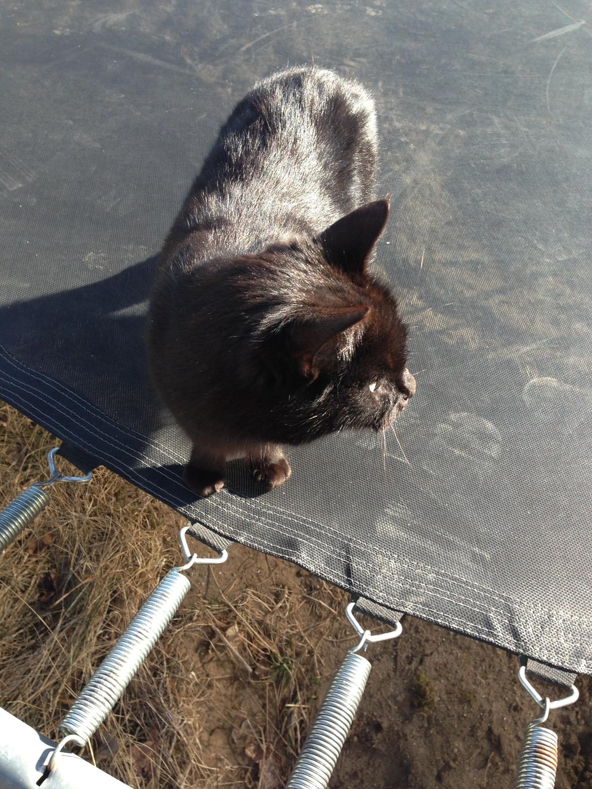 Blanding af racer Ulla billede 6