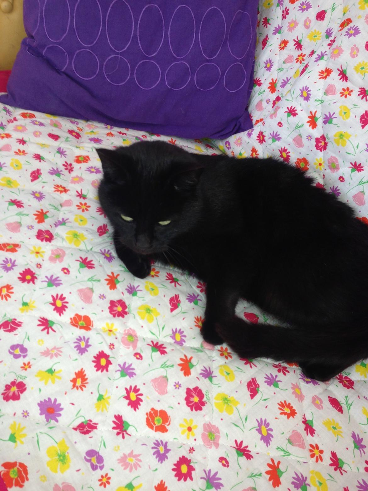 Blanding af racer Ulla billede 7