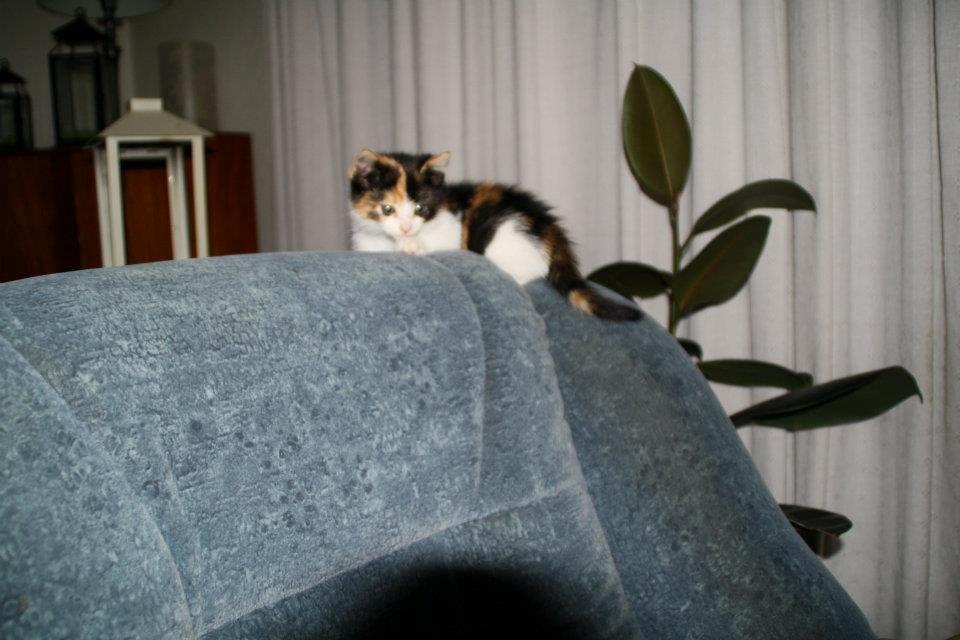 Huskat mille - den lille millemus billede 4