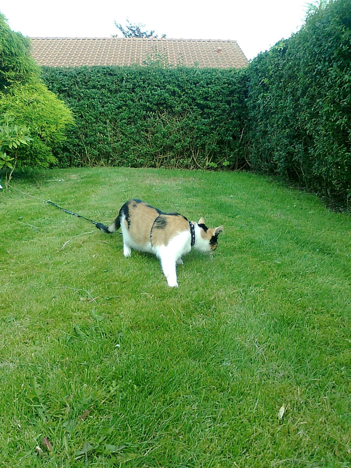 Huskat mille - hygge i haven billede 5