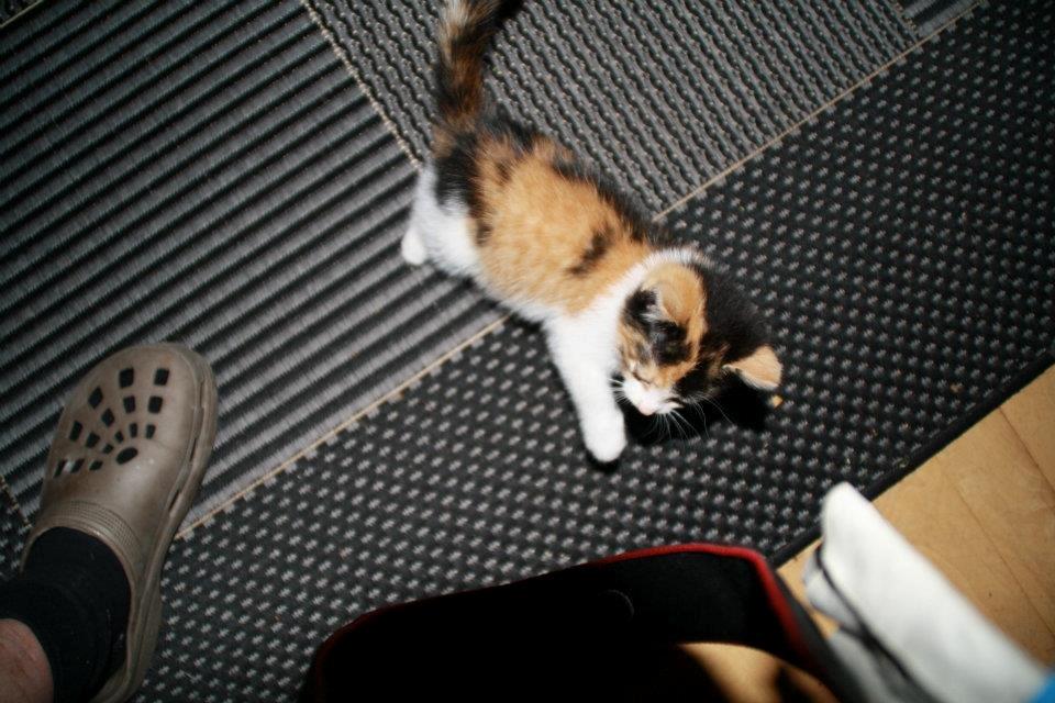 Huskat mille billede 8