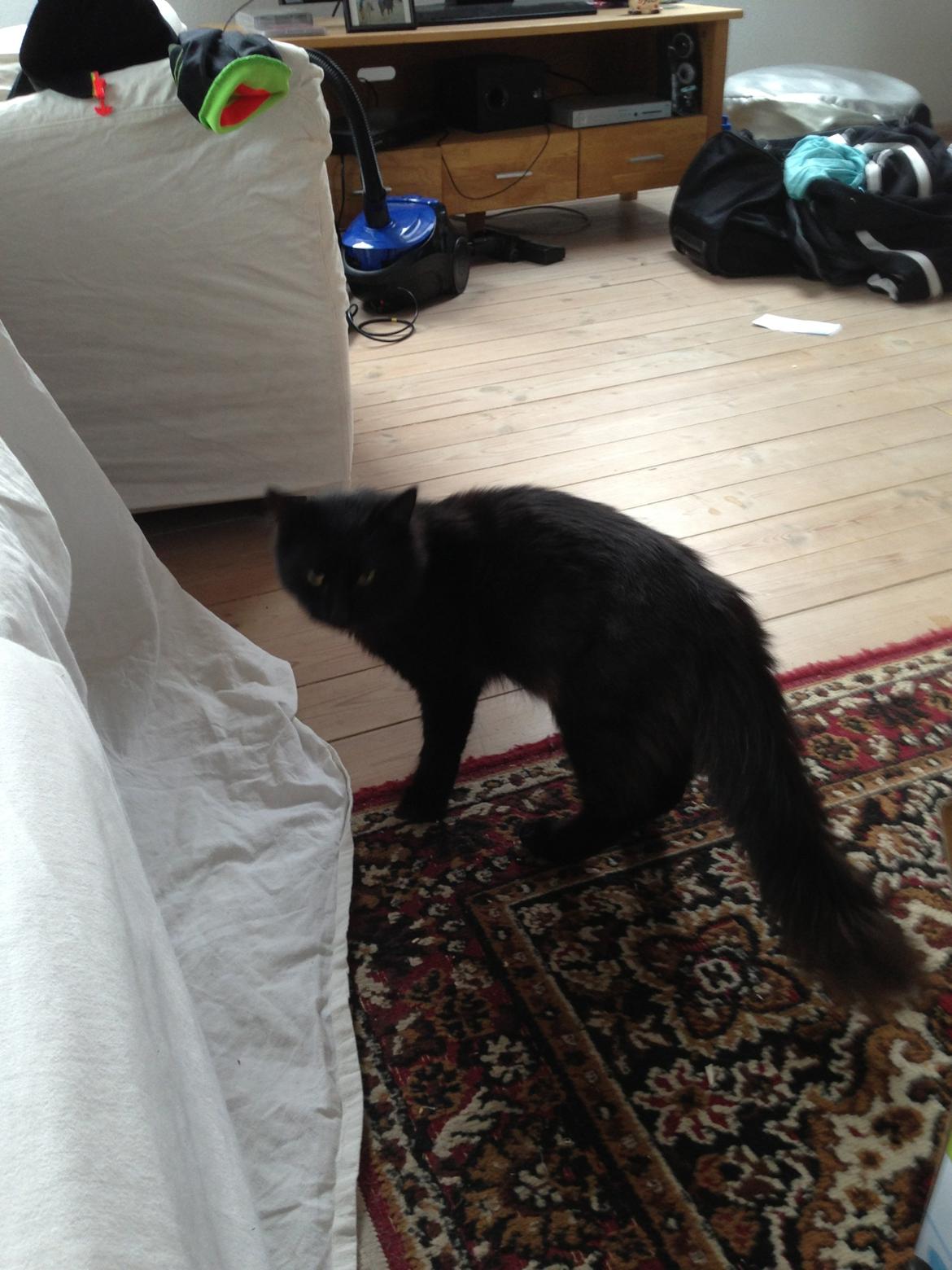 Tyrkisk Angora Hubert  billede 3