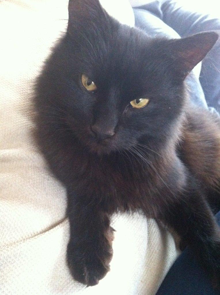 Tyrkisk Angora Hubert  billede 6