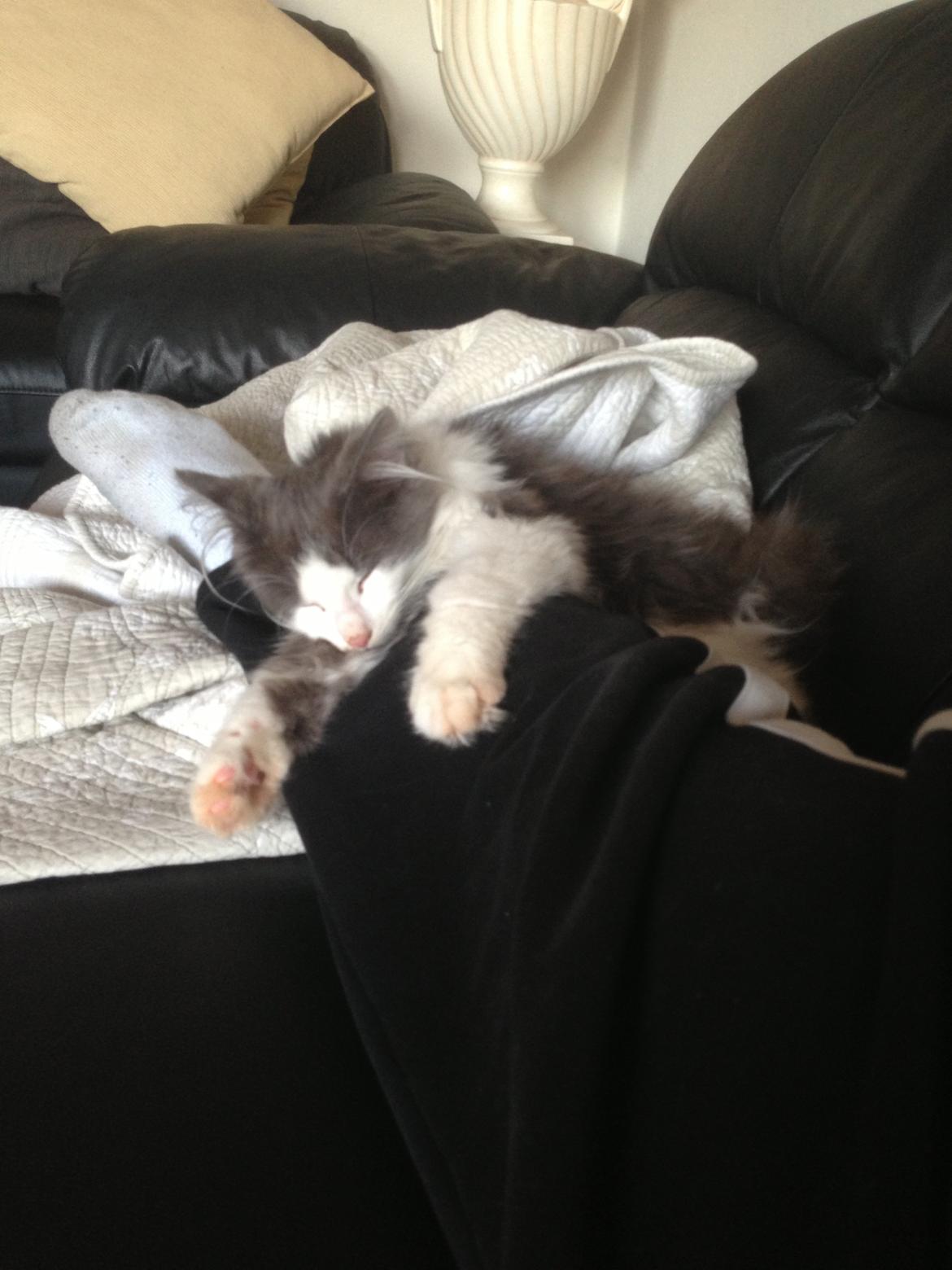 Norsk Skovkat Pjuske billede 1