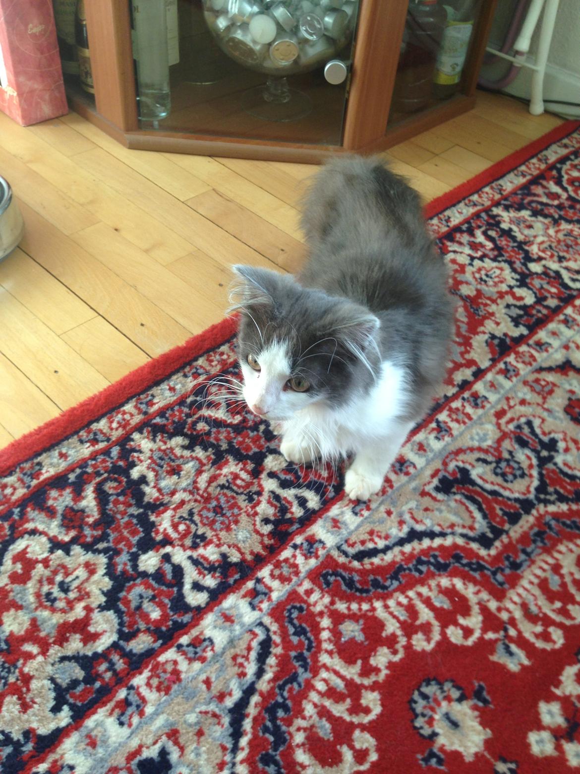 Norsk Skovkat Pjuske billede 3