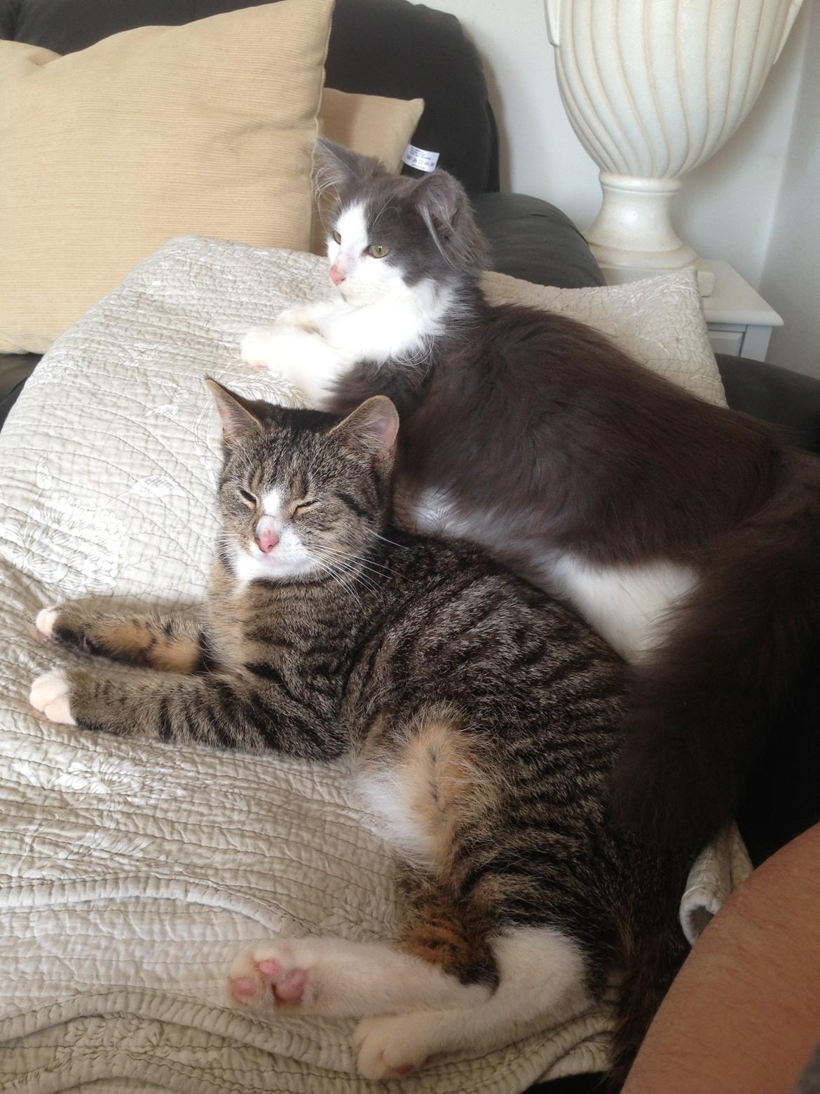 Norsk Skovkat Pjuske billede 4